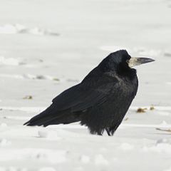 Rook