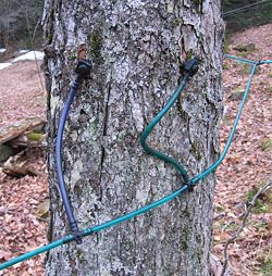 Two taps in a maple tree, using plastic tubing for sap collection.