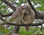 Pair at Keoladeo National Park