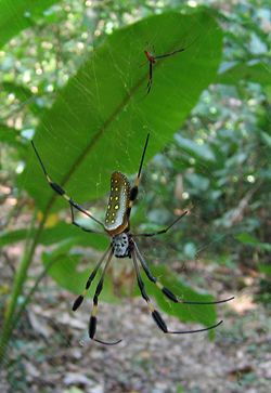 Golden orb weavers in Parque Nacional Corcovado, Costa Rica: a female in the foreground and a male behind her