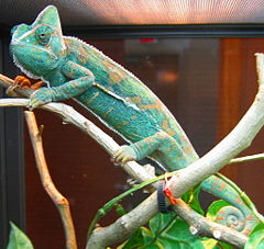 A veiled chameleon, Chamaeleo calyptratus. Structural green and blue colors are generated by overlaying chromatophore types to reflect filtered light.