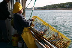 Catching lobster