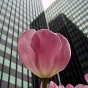 Tulips are common in urban landscaping, as seen here in front of an office tower in Ottawa.