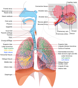 Respiratory system of a human