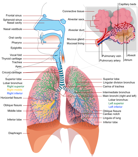 File:Respiratory system complete en.svg - New World Encyclopedia