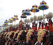 A formation of gold-caparisoned Asian elephants at the Thrissur Pooram, Hindu temple-centered festivals popular among both Keralites and tourists.