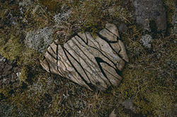 A rock in southern Iceland fragmented by freeze-thaw action.