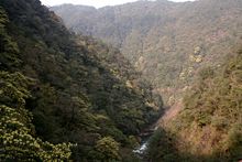 Forest in the nature reserve portion of the Wuyi Mountains.