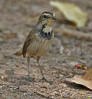 At Keoladeo National Park, Bharatpur, Rajasthan, India.