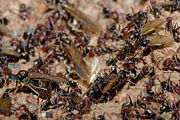 Meat ant nest during swarming