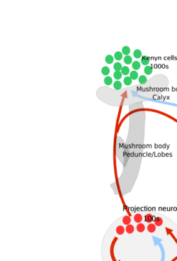 Schematic of the olfactory system of insects