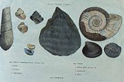Illustration from William Smith's 1815 work Strata by Organized Fossils