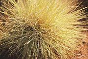 Spinifex grass.