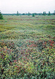 Large sphagnum bog near Ottawa, Ontario, Canada.