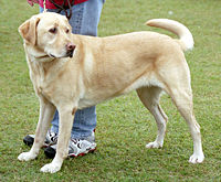 other images of dogs