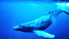 Humpback Whale