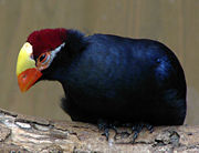 Violet Turaco, introduced in 1998.
