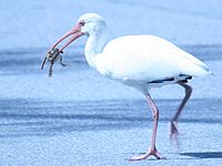 American white ibis captures a toad.
