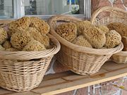 Natural Sponges in Tarpon Springs, Florida