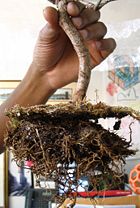 An uprooted bonsai, ready for repotting.