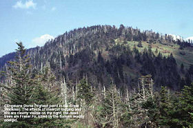Clingmans Dome, the highest point in the park, with Fraser Fir forest