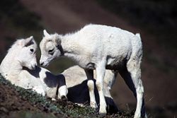 Dall sheep lambs on an Alaska cliff.