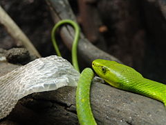 Eastern green mamba