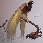 Paradisaea apoda, so named by naturalists because the first specimens to reach Europe were prepared as skins without the feet, with consequences for seventeenth century theories of exotic animals aboard the Ark.