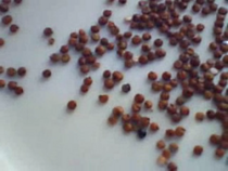 Red quinoa