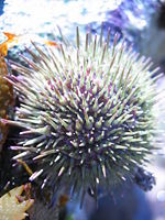 A sea urchin
