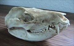 Skull of a Virginia Opossum, D. virginiana