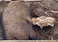 Young piglets feeding