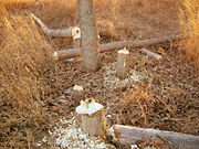 Trees, up to 25 cm (10 inches) in diameter, felled by beavers in one night.