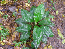 Plant on the forest floor of Cockscomb West Basin.