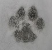 Front paw print of a cougar. An adult paw print is approximately 10 cm (4 inches) long (ESD 1991).