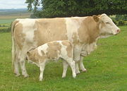Cow with calf