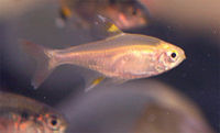Golden Pristella tetra, a morph of Pristella maxillaris.