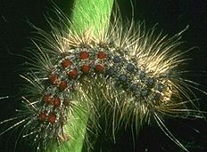 Young gypsy moth caterpillar