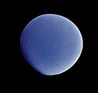 Compound eye of the Antarctic krill.