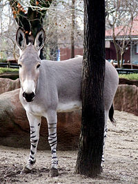 Somali Wild Ass (Equus africanus somalicus)