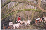 Traditional English fox hunt