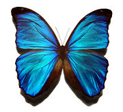 Blue Morpho, Family Nymphalidae
