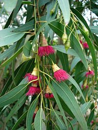 Eucalyptus leuxoxylon