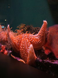 Starfish - New World Encyclopedia