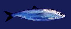 Atlantic herring