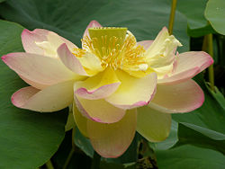 The lotus flower is used as a symbol of enlightenment (bodhi) in the religions and philosophies of India. Rooted in the mud of the world, the lotus rises above and blooms on the top of the lake. In the same way, humans can also aspire to transcend their everyday problems and attain "bodhi."