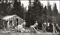 Photograph of Mi'kmaq making hockey sticks from hornbeam trees (Carpinus caroliniana) in Nova Scotia.