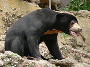 Sun bear