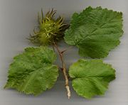 Leaves and nuts of Turkish Hazel: note the spiny involucres (husks) surrounding the nuts.