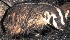 American badger